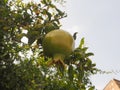 Close-up of a pomegranate tree and pomegranate fruit in Andalusia